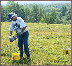 Picking Blueberries